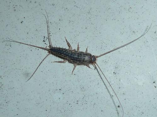 Réf. 229 461 : Ctenolepisma lineata
